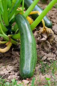 Use a Natural Pesticide for Squash Bug Control Image